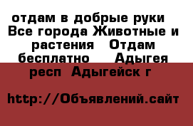 отдам в добрые руки - Все города Животные и растения » Отдам бесплатно   . Адыгея респ.,Адыгейск г.